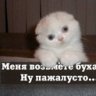 Белкин