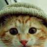 Shibi