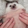 Ggshka