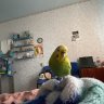 ruvim