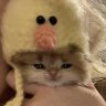 nimble bun