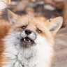 Suri