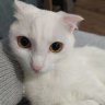 aoi
