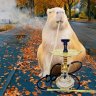 капибара