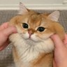 Молоток