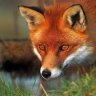 FoxFaceMan