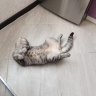 Антон Литвинов