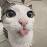 Shelby_