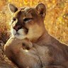 Puma_ta