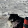 БОРОДАРЕШАЕТВОПРОС