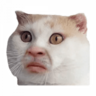 soyfon228