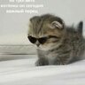 жGUCCIй