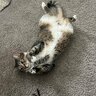 schnooter
