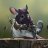 Le`Chat