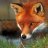 FoxFaceMan